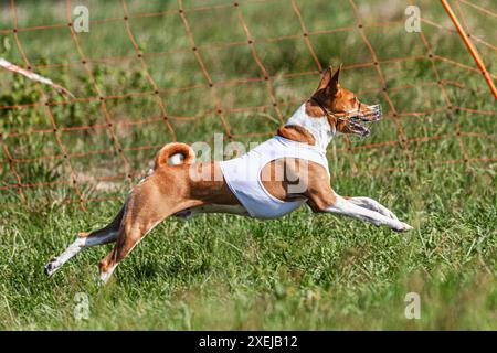 Basenji-Hund läuft in weißer Jacke auf dem grünen Feld beim Wettkampf Stockfoto