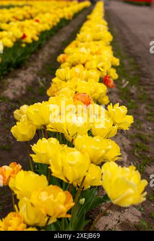 Leuchtend gelbe Tulpen mit roten Akzenten, leuchtender Garten Stockfoto