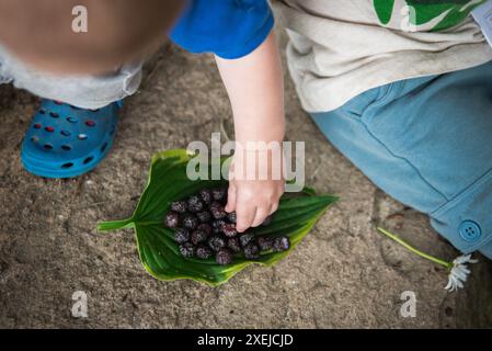 Ein Kind pflückt Brombeeren von einem Blatt auf dem Boden Stockfoto