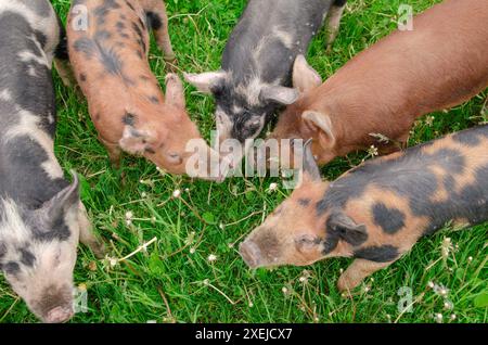 Orangefarbene schwarze Ferkel, die auf grünem Gras weiden, von oben gesehen Stockfoto