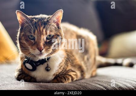 Tabby-Katze, die drinnen auf einer gemütlichen Couch liegt und einen Kragen trägt. Stockfoto