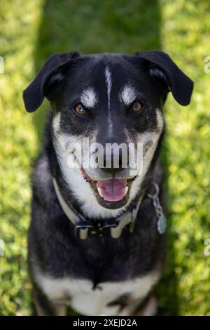 Lächelnder schwarzer und weißer Hund, der auf grünem Gras sitzt Stockfoto