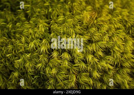 Die Textur des Mooses aus nächster Nähe Stockfoto
