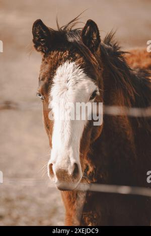 Porträt eines Pferdehengstes mit einem blauen Auge Stockfoto