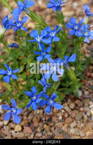 Spring Gentian aka Lucy of Teesdale, Gentiana Verna, Gentianaceae. Europa, Sibirien, Kaukasus. Stockfoto