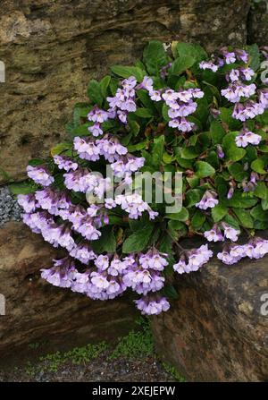 Orpheus Blume oder Auferstehungspflanze, Rhodope Haberlea, Haberlea rhodopensis, syn. Haberlea ferdinandi-coburgii, Gesneriaceae. Bulgarien, Griechenland. Stockfoto