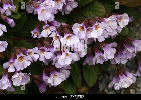 Orpheus Blume oder Auferstehungspflanze, Rhodope Haberlea, Haberlea rhodopensis, syn. Haberlea ferdinandi-coburgii, Gesneriaceae. Bulgarien, Griechenland. Stockfoto