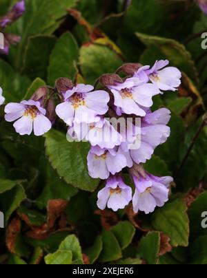 Orpheus Blume oder Auferstehungspflanze, Rhodope Haberlea, Haberlea rhodopensis, syn. Haberlea ferdinandi-coburgii, Gesneriaceae. Bulgarien, Griechenland. Stockfoto