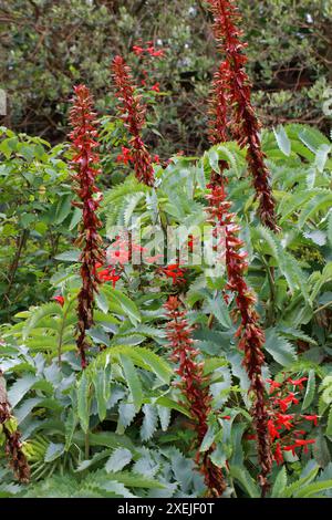 Honigblume, Melianthus Major, Melianthaceae. Auch bekannt als Riesenhonig-Blume oder Kruidjie-roer-my-nie. Berg Fynbos. Westkap, Südafrika. Stockfoto