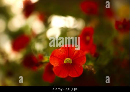 Nahaufnahme von hellroter Primula oder Primrose mit gelber Mitte Stockfoto