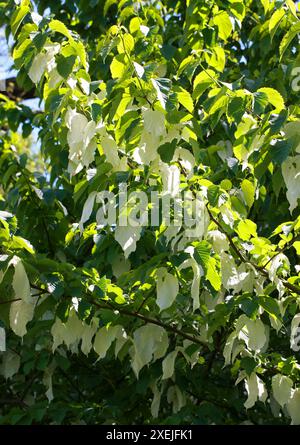 De Vilmorin Taschentuch Tree, Davidia involucrata var. Vilmoriniana, Nyssaceae (Cornaceae). Süd- und Zentralchina. Stockfoto