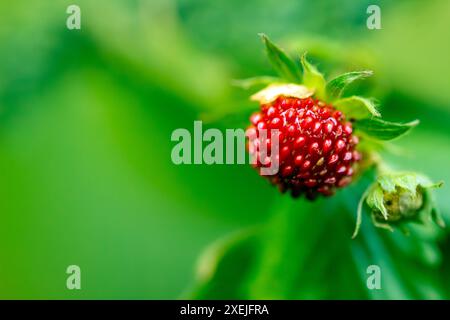 Wilde Erdbeeren aus nächster Nähe sonniger Tag, satter grüner Hintergrund Stockfoto