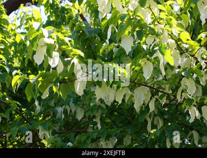 De Vilmorin Taschentuch Tree, Davidia involucrata var. Vilmoriniana, Nyssaceae (Cornaceae). Süd- und Zentralchina. Stockfoto