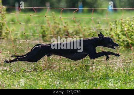 Whippet Sprinter Hund läuft und Jagd Lure auf dem Feld Stockfoto