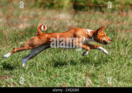 Basenji Hündchen rot und weiß, das erste Mal auf dem Feld im Wettkampf läuft Stockfoto