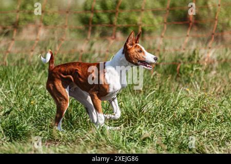 Basenji Hündchen rot und weiß, das erste Mal auf dem Feld im Wettkampf läuft Stockfoto