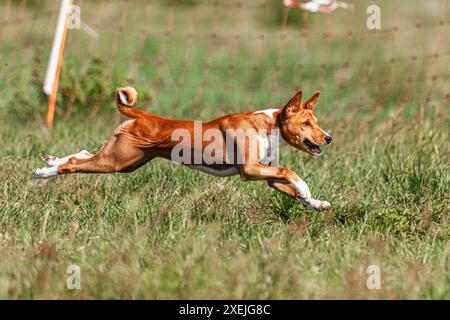 Basenji Hündchen rot und weiß, das erste Mal auf dem Feld im Wettkampf läuft Stockfoto