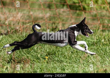 Basenji-Welpe, schwarz-weiß, das erste Mal im Feld auf dem Wettkampf läuft Stockfoto