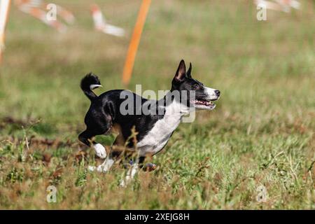 Basenji-Welpe, schwarz-weiß, das erste Mal im Feld auf dem Wettkampf läuft Stockfoto