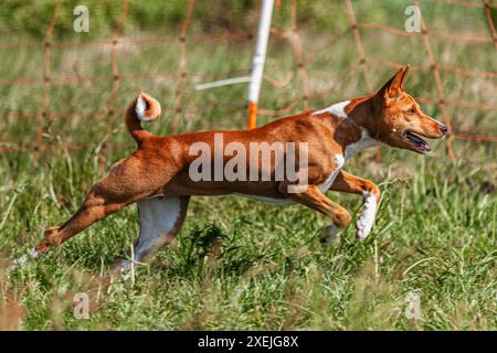 Basenji Hündchen rot und weiß, das erste Mal auf dem Feld im Wettkampf läuft Stockfoto