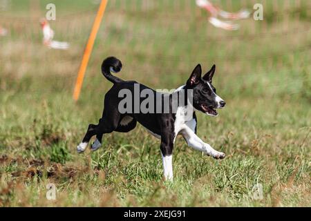 Basenji-Welpe, schwarz-weiß, das erste Mal im Feld auf dem Wettkampf läuft Stockfoto