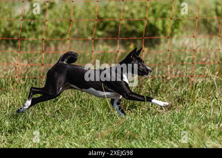 Basenji-Welpe, schwarz-weiß, das erste Mal im Feld auf dem Wettkampf läuft Stockfoto