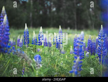Lila Lupinen auf dem Feld Stockfoto