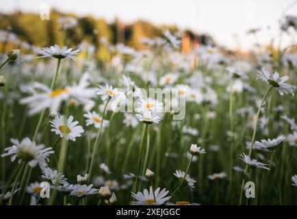 Weiße Margeriten blühen auf dem Feld Stockfoto