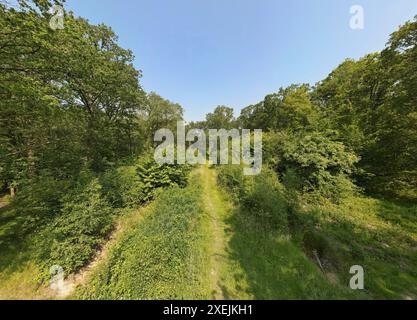 Fußweg durch uralte Wälder in Dering Wood, Pluckley, Kent, Großbritannien. Stockfoto