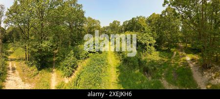 Panorama der Wanderwege durch alte Wälder in Dering Wood, Pluckley, Kent, Großbritannien. Stockfoto