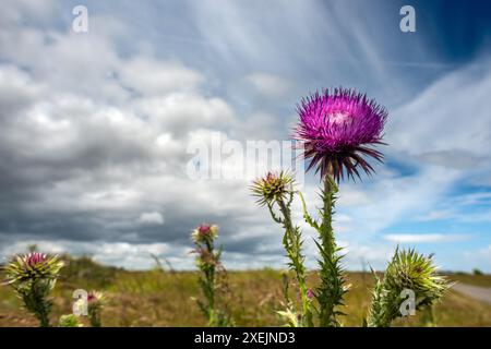 Thorpeness, 19. Juni 2024: Eine Distel am Strand Stockfoto