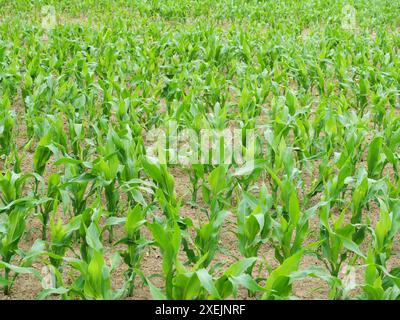 Ein Foto eines Maisfeldes mit kleinen grünen Pflanzen, das eine wunderschöne Feldstruktur zeigt, die die Weite und Schönheit der ländlichen Landschaft einfängt. Stockfoto