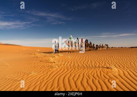 Berber-Reiseleiter führt eine Touristengruppe auf eine Dromedarwanderung in die Sahara-Wüste in Marokko Stockfoto