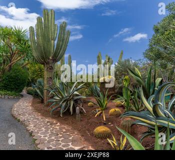 Kakteen und saftige Pflanzen verschiedener Art im malerischen Anima Garden in Marrakesch Stockfoto