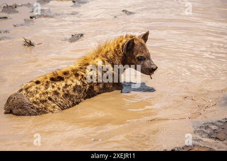 Eine gefleckte Hyäne kühlt sich ab, indem sie in einem schlammigen Pool baden Stockfoto