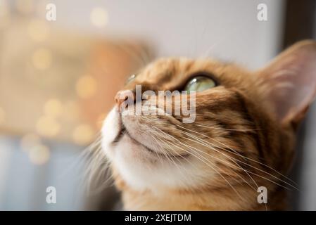 Nahprofil einer Bengalkatze mit grünen Augen Stockfoto