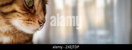 Nahprofil einer Bengalkatze mit grünen Augen Stockfoto