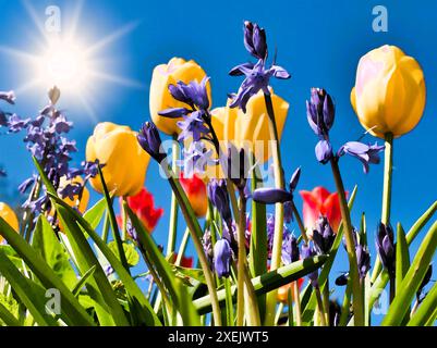 Frühlingsblumen Blauglocken und Tulpen mit der glühenden Sonne am blauen Himmel. Stockfoto