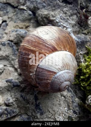 Leere Schale ohne Schnecke auf einem Stein. Nahaufnahme, sanftes Tageslicht. Symbolisiert die vorübergehende Leere und den natürlichen Zyklus des Lebens. Stockfoto