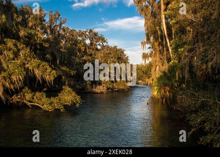 Blue Springs State Park In Der Nähe Von Orlando, Florida Stockfoto