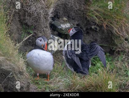 Puffin Atlantic (Fratercula arctica), Sumburgh Head RSPB Reserve. Stockfoto