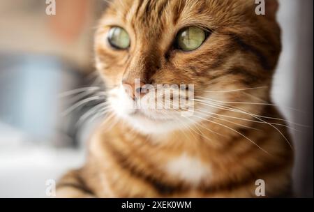 Nahprofil einer Bengalkatze mit grünen Augen Stockfoto