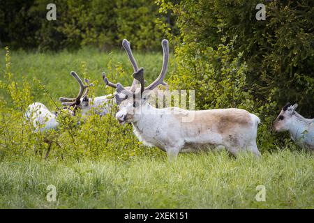 Rentiere mit massiven Geweihen, die im Grasland in Lappland, Finnland, weiden Stockfoto