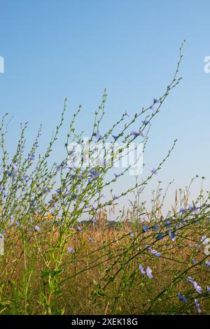 Hellblaue Blüten von Common Chicorée vor blauem Himmel Stockfoto