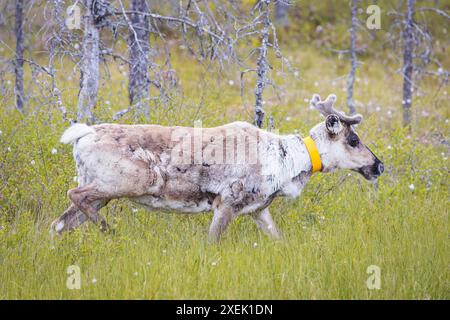 Niedliche Rentiere, die in einem Wald in Lappland weiden Stockfoto