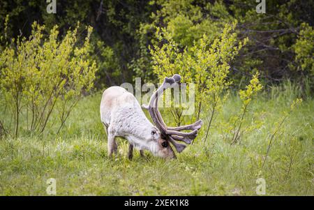 Rentiere mit massiven Geweihen, die im Grasland in Lappland, Finnland, weiden Stockfoto