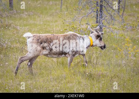 Niedliche Rentiere, die in einem Wald in Lappland weiden Stockfoto