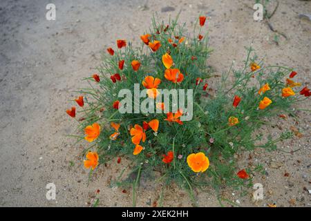 kalifornische Mohnpflanze (eschscholzia californica) im Steingarten Stockfoto