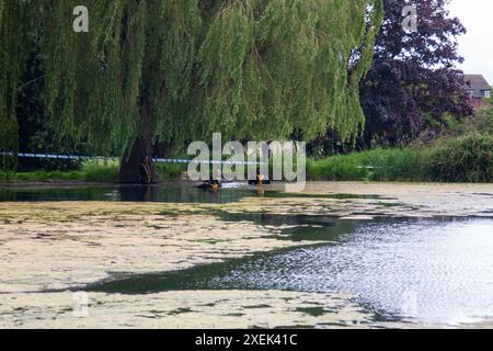 Bourne, Großbritannien. Juni 2024. Die Unterwassersucheinheit der Polizei überprüft St. Peter's Pool nach dem Mord an einem 30-jährigen Mann in Wellhead der Marktstadt Bourne, Lincolnshire, England, Großbritannien. Quelle: Jonathan Clarke/Alamy Live News Stockfoto