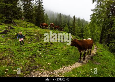 Pinzgauer Kühe werden vom Nachtweide zum Melken geholt. Sogar Kinder lernen, mit Kühen umzugehen. Die Kuhherde wird von der Almwiese zum Melken in die Melkstube in der Almhütte getrieben. Filzmoosalm, Salzburg, Österreich Stockfoto